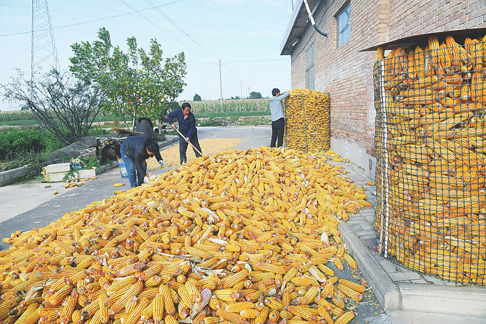 “抢”字当头 “保”字为要 “防”字为先  ——我省秋粮“保卫战”观察